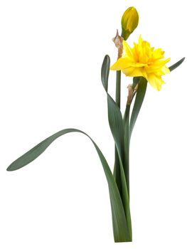 Beautiful narcissus flower with green leaves isolated on white background, for design
