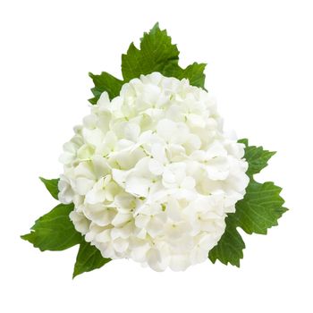 White flowers on green leaves isolated on a white bakcground, for design