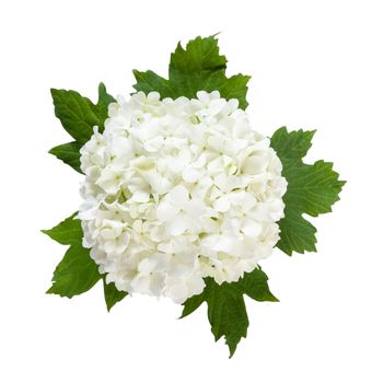 White flowers on green leaves isolated on a white bakcground, for design