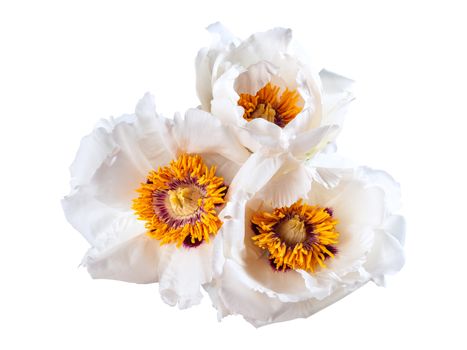 Three white peonies flower isolated on white background, spa aroma