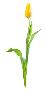 Yellow tulip flower with green leaves isolated on a white background, for design