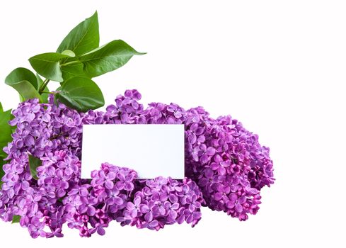  Branch of purple lilac isolated on a white backround with place for your text, for design
