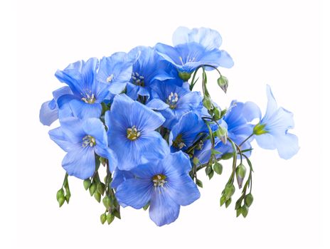 Blue flax flowers isolated on a white background, for design