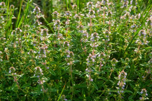 Thyme flowers on meadow in spring sunny day, outdoors