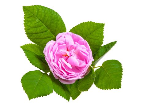 Tea rose pink flowers with leaves, isolated on white backround