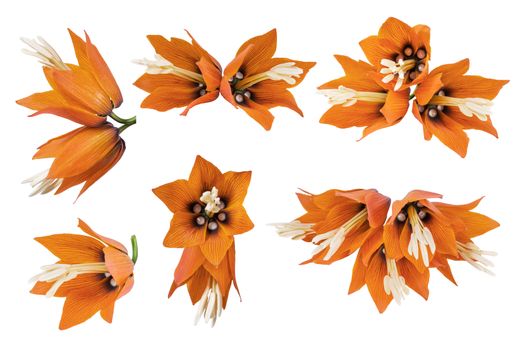 Set orange crown imperial flowers (Fritillaria imperialis) isolated on white background