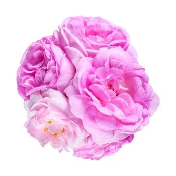 Tea rose pink flowers isolated on white backround