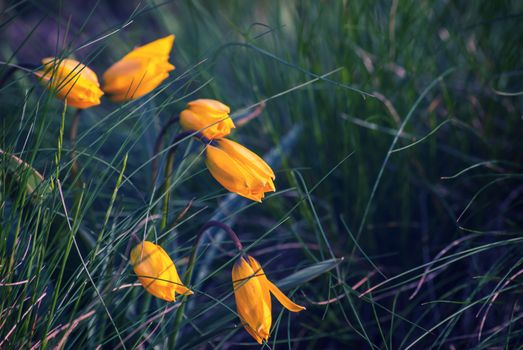 Wild yellow tulips flower in grass on meadow, vintage