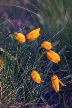 Wild yellow tulips flower in grass on meadow, vintage