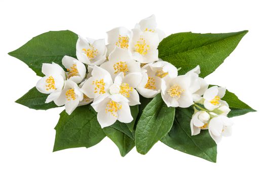 Jasmine flowers with leaves isolated on white background