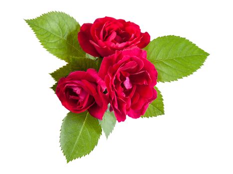 Red rose flowers with leaves, isolated on white backround