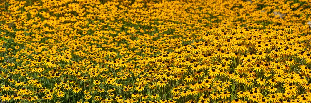 Spring landscape panorama with yellow flowers meadow in park