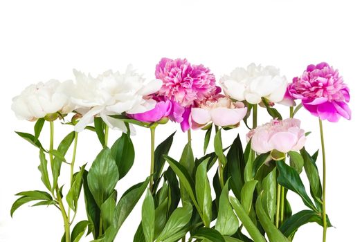 Bouquet of peonies flower isolated on white background