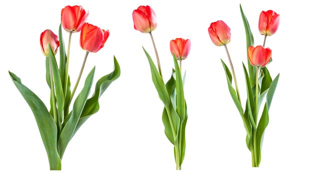 Red tulips isolated on white background