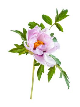 Peony flower isolated on a white backgriund