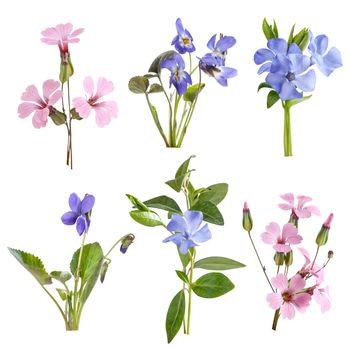 Wildflowers set isolated on white background