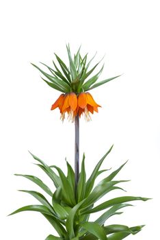 Bush of imperial flowers (Fritillaria imperialis) isolated on white background