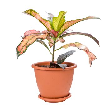 Croton in pot isolated on white background