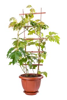 Cissus in pot isolated on white background