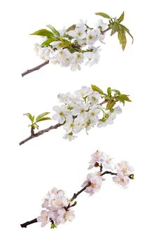 Branch with flowers of an apricot and cherry isolated on white background