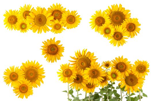 Sunflower bushes and flowers isolated on white background