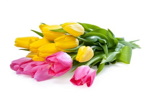 Pink and yellow tulip flower isolated on white background