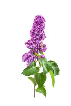 Purple lilac isolated on a white backround