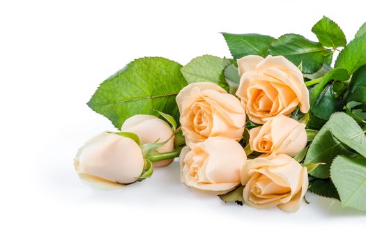 Beautiful cream rose flowers isolated on white background