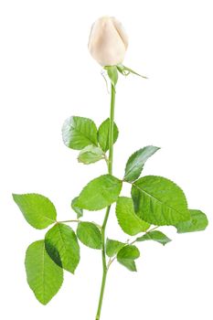 Beautiful rose flowers isolated on white background