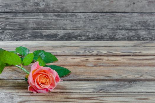 Beautiful pink rose flower on rustic table