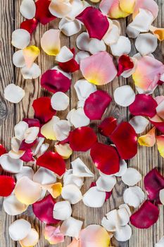 Red, white and pink rose flowers petals on rustic table