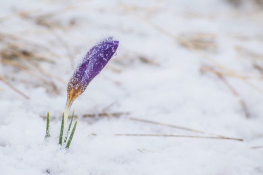 The first spring crocus flowers in the frost