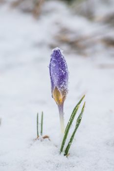 The first spring crocus flowers in the frost