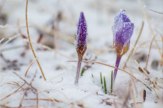 The first spring crocus flowers in the frost