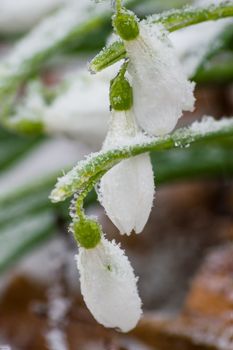 First spring flowers snowdrops in hoarfrost