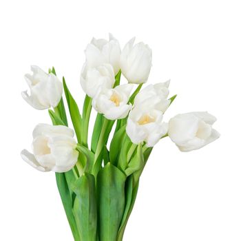 White tulip isolated