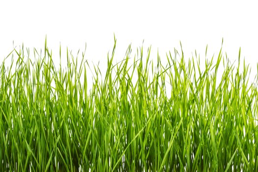 Green grass isolated on white background