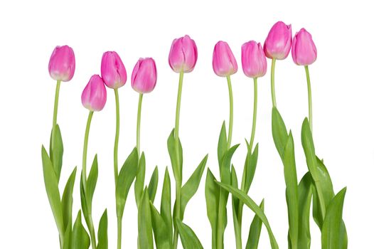 Pink tulip flowers isolated on white background