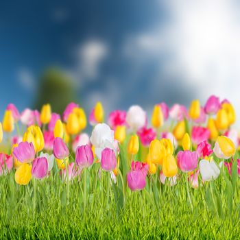 Tulip flowers meadow