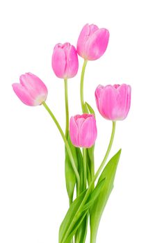 Pink tulip flowers isolated on white background, clipping path