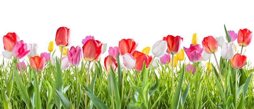 Yellow, red, white and pink tulip flowers isolated