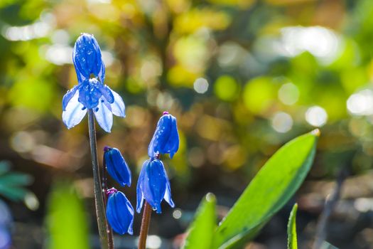 Scilla blue flowers closeup