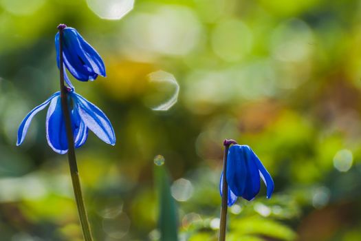 Scilla blue flowers closeup