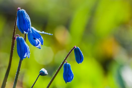 Scilla blue flowers closeup