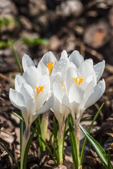 Beautiful white crocus flowers on the glade