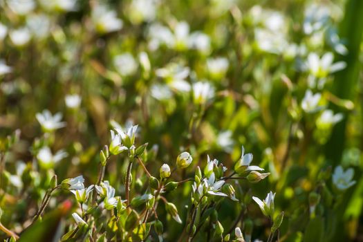 Beautiful white flowers on the glade, selective focus