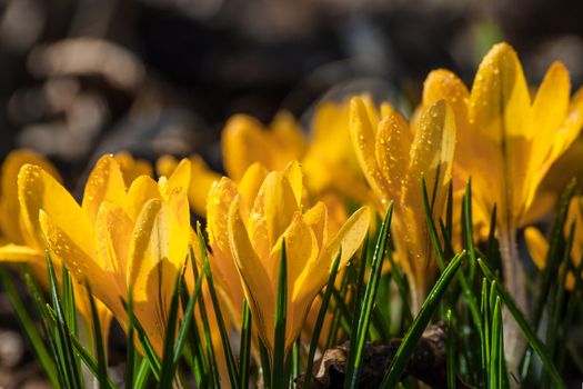 Beautiful yellow crocus flowers on the glade