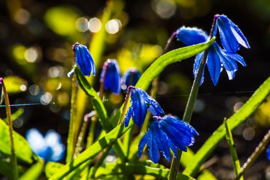 Scilla blue flowers closeup