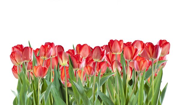 Beautiful red tulip flowers isolated on white background