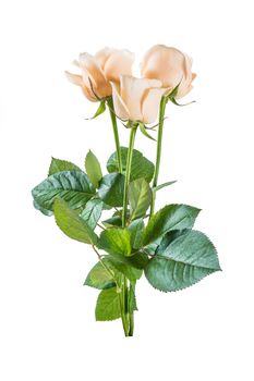 Roses flower isolated on white background